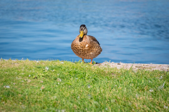 Duck on a green grass near the water. Portrait of female wild duck resting on the lake coast