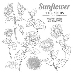 sunflower vector set