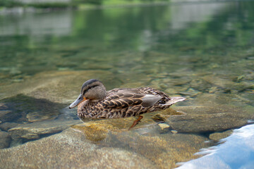 Close up of the female duck swimming in the lake during summer noon/afternoon in Tatra Mountains, Poland.