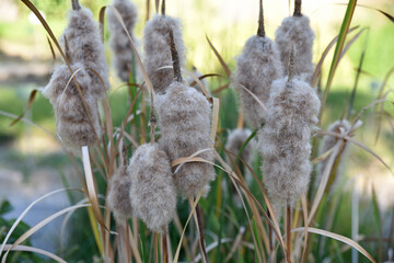 Typha latifolia en automne
