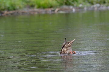 Spring flight of wild ducks.