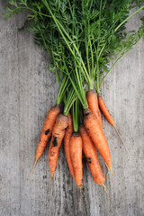 Organic carrot eaten by pests, larva of the carrot fly.