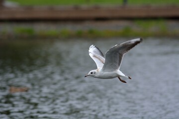 Seagulls in search of food.