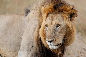 Portrait of a Lion male in the Masai Mara in Kenya