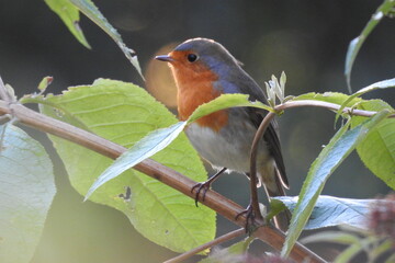 ROBIN IN THE GARDEN