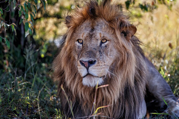 Portrait of a Lion male in the Masai Mara in Kenya