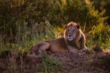 Naklejka premium Lion Male resting in the Masai Mara in Kenya