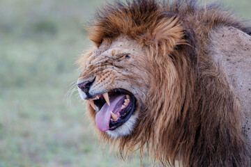 Portrait of a Lion male yawning in the Masai Mara in Kenya