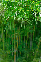 close up of green  bamboo leaves  in the rainforest 