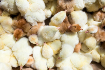 Little yellow chickens top view. A group of diurnal cute beautiful chickens.