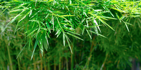 close up of green  bamboo leaves  in the rainforest 