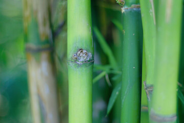 Fototapeta premium close up of green bamboo sticks in the rainforest 