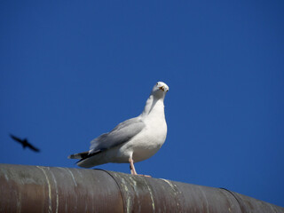 le regard du goéland