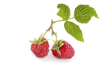 Two  berries of raspberry with sprig isolated on white