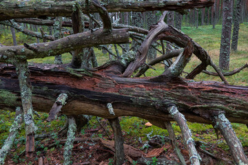Fototapeta na wymiar A fragment of a forest landscape with an old fallen pine tree. The wood rotted, darkened and partially collapsed. The branches are broken off. A pine forest is visible in the background.