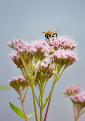 Bee extracting nectar from pink flowers, hemp or dutch agrimony (Eupatorium cannabinum), dark green shallow depth of field bokeh background, copy space