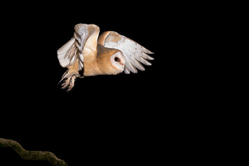 Flight dynamics of the Barn owl (Tyto alba)