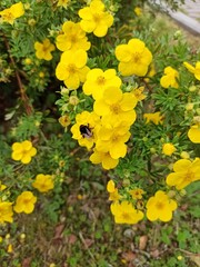 yellow flowers in the garden