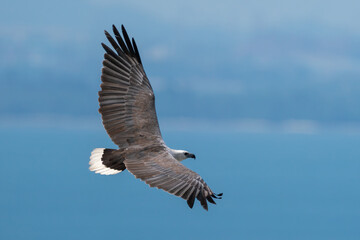 White-bellied sea eagle flying in the air.