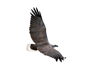 White-bellied sea eagle on white background.