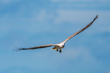 White-bellied sea eagle flying in the air.
