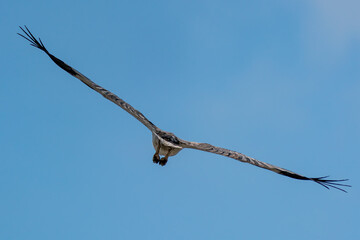 White-bellied sea eagle from the back.