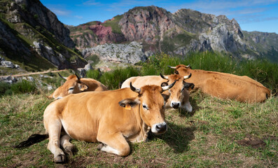 Fototapeta premium Cows on the ground on top of the mountain