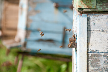Bees fly into the beehive close-up