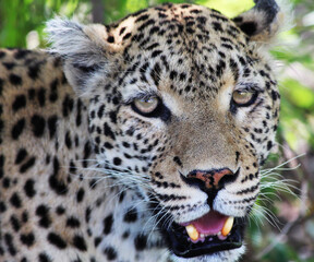 Leopard in the savannah.  Big wild cat. Life at national park in Africa. For wallpaper, postcard and background. 