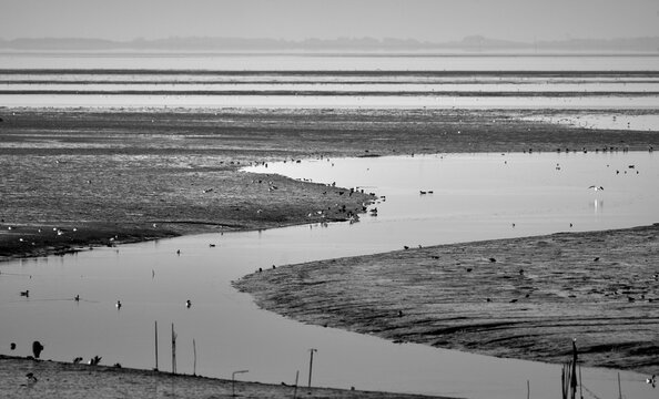Pril with water that runs off at low tide, in the mudflats off the island of Sylt, Germany