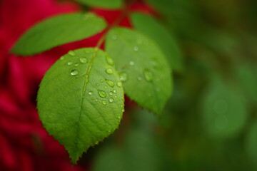 Drops of rain on a rose leaves in a summer garden