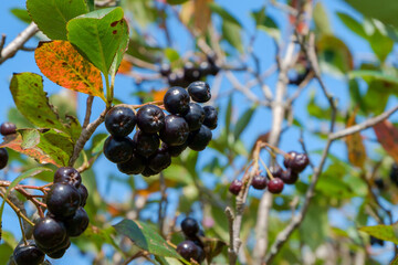 A branch of chokeberry with berries and leaves.