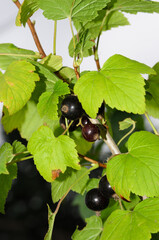 Black currant branch with berries and leaves.