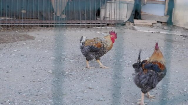 two roosters enjoy the courtyard