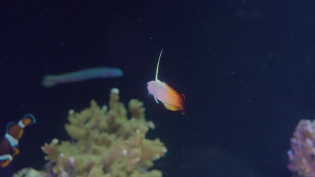 A Fire Goby Fish (Nemateleotris Magnifica) Swimming In Plankton Rich Water In An Aquarium In Numazu, Japan - wide shot