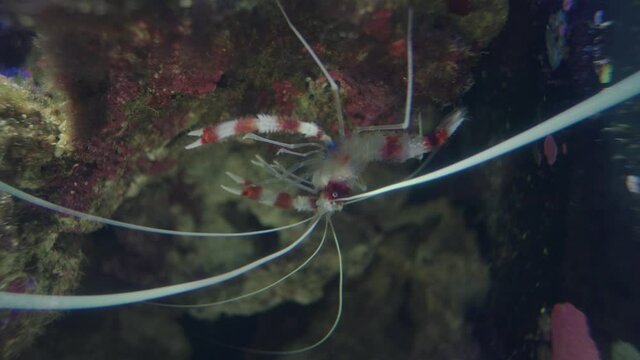 Stenopus Hispidus Is A Shrimp-like Decapod Crustacean Also Known As Banded Coral Shrimp In Numazu, Japan. - Close-Up Shot