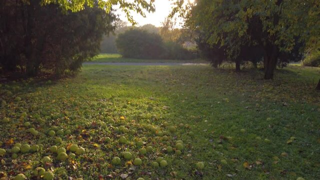 Tilt up that starts from a meadow at city park with fallen leaves and maclura pomifera. Reveals an autumn trees.