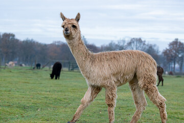 Süßes,  junges Alpaka Nahaufnahme