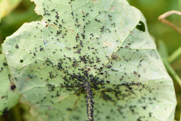 Black bean aphid aphis fabae colony on the green leaf.