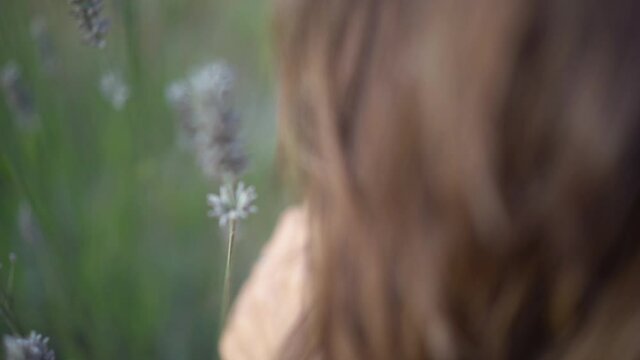 female hand gently touching and smeling lavender flower