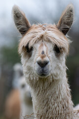 Obraz premium Weißes, süßes, junges Alpaka Nahaufnahme