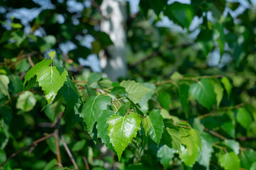
Spring bright green birch leaves on blurred natural background