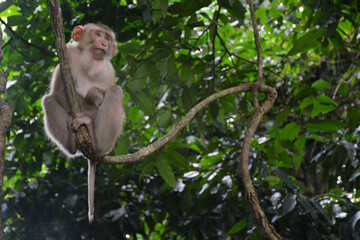 Wild monkey in Khao Yai National Park in Thailand