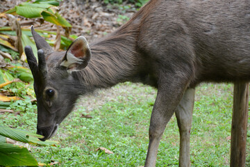 Wild deer in Khao Yai National Park in Thailand