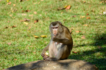 KHAO YAI NATIONAL PARK, THAILAND - December 31, 2018: Wild monkey near hiking trail to Kong Kaeo waterfall