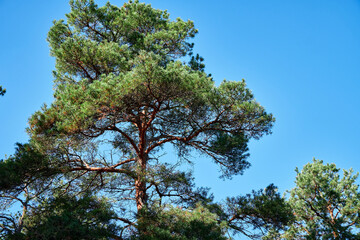 forest on a bright day - beautiful autumn landscape and wildlife