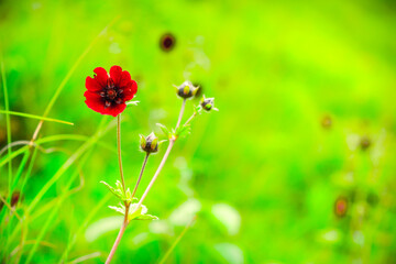 Selective focus meadow flowers, beautiful fresh morning with dew on petal  at high altitude alpine region of himalayas at Himachal Pradesh. Spring landscape blurry natural background.