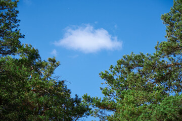 forest on a bright day, cloud in a branches frame - beautiful autumn landscape and wildlife