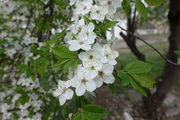 Flowering branch of sour cherry tree in mid April