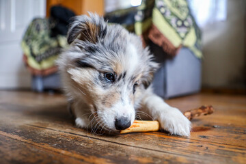 Shetland Sheepdog Sheltie Puppy Chewing Wood Stick.